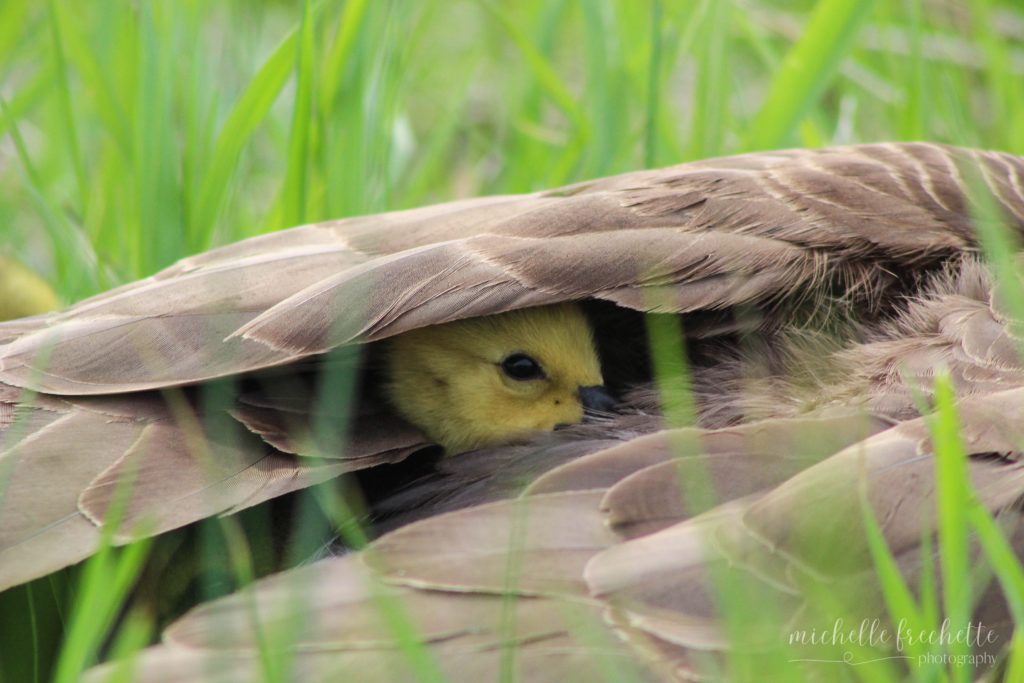 baby gosling peeking out from under its mother's wing
